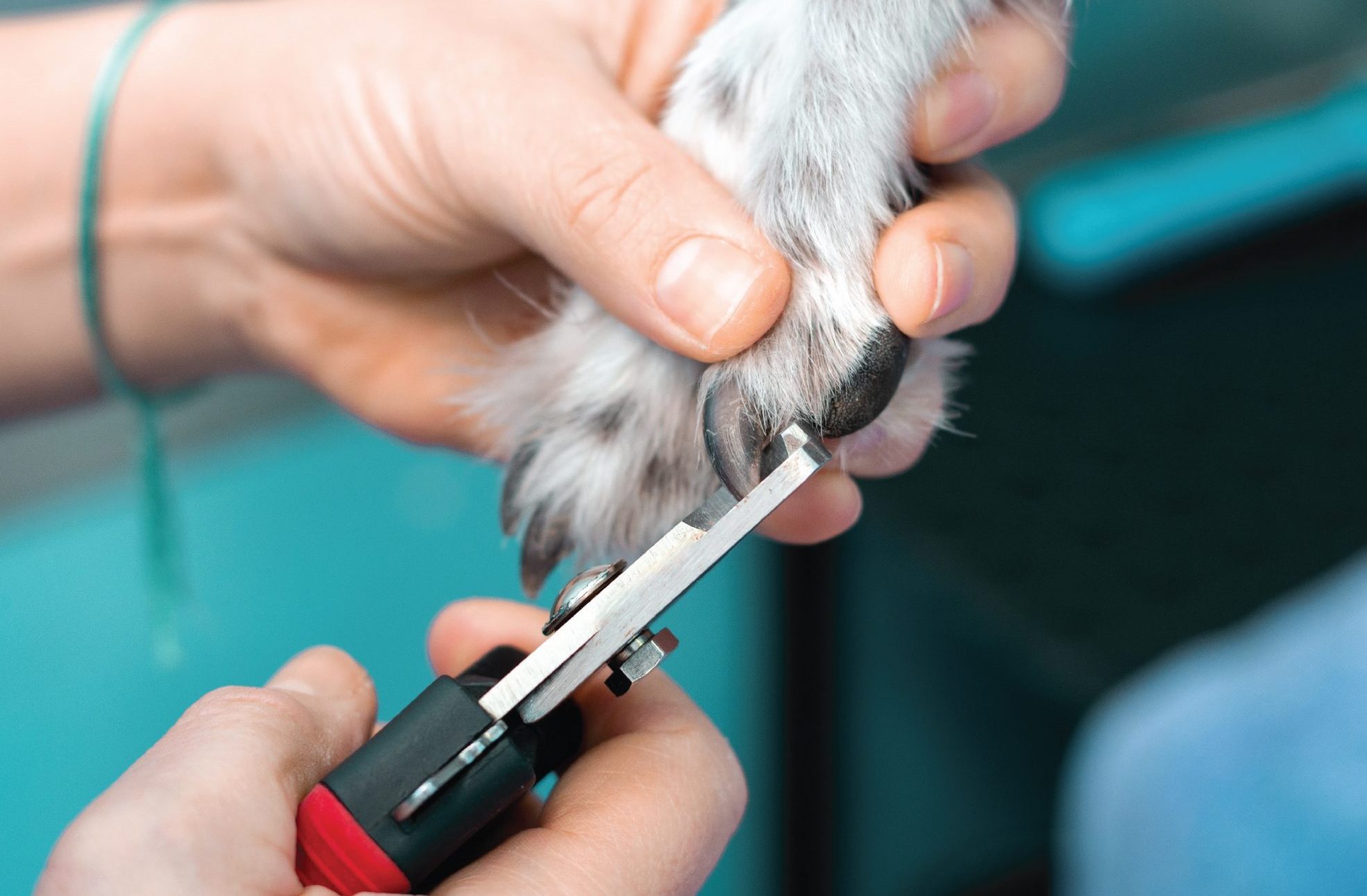 Why is my dog afraid of nail trims? Summer's Animal Hospital & House