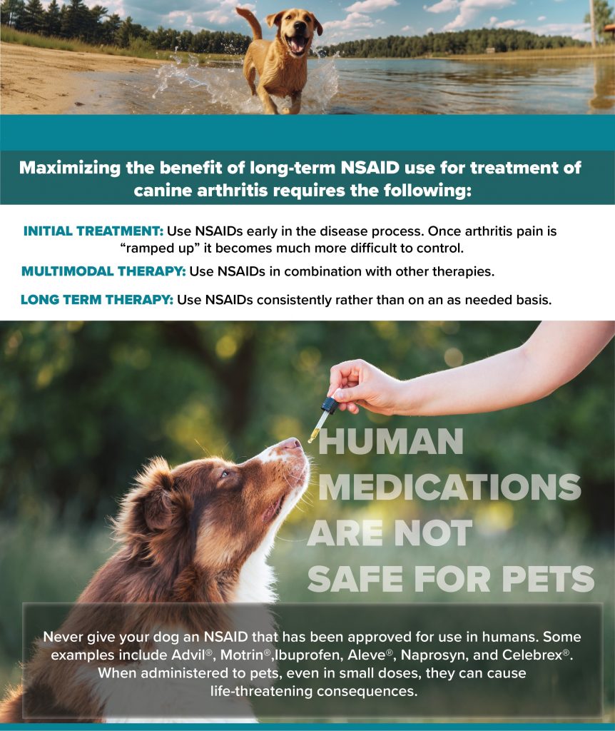 Are long term pain medications safe for my dog? Summer's Animal