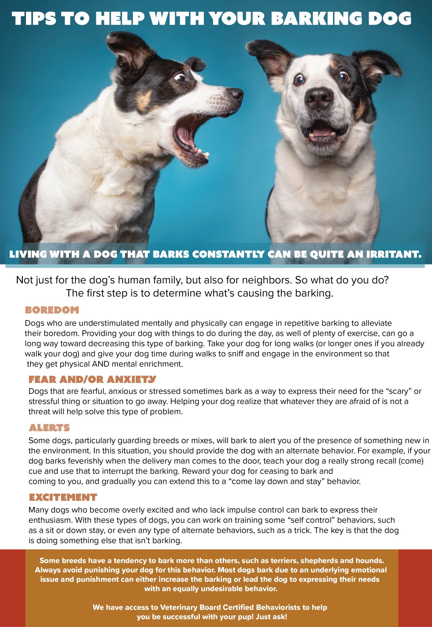 Tips for reducing your cat's fear at the vet office Summer's Animal