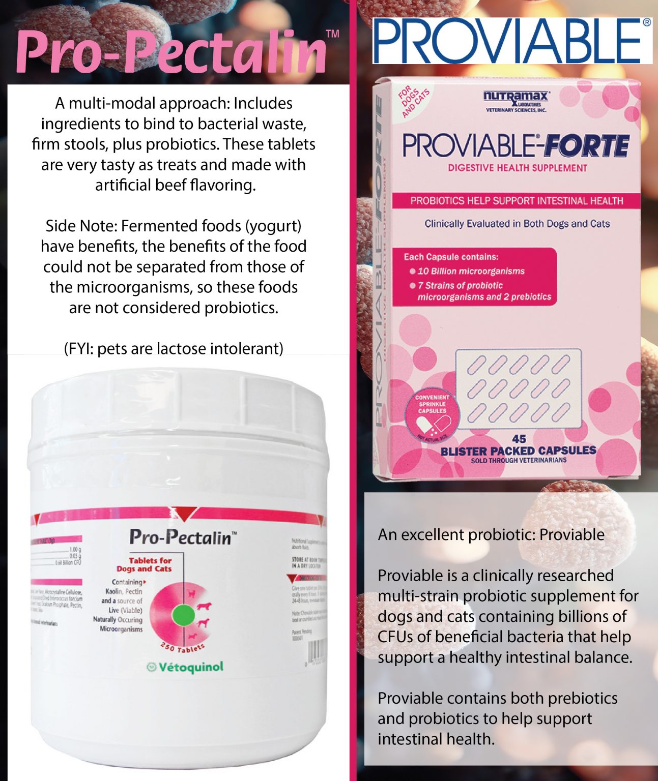 Tips for reducing your cat's fear at the vet office Summer's Animal