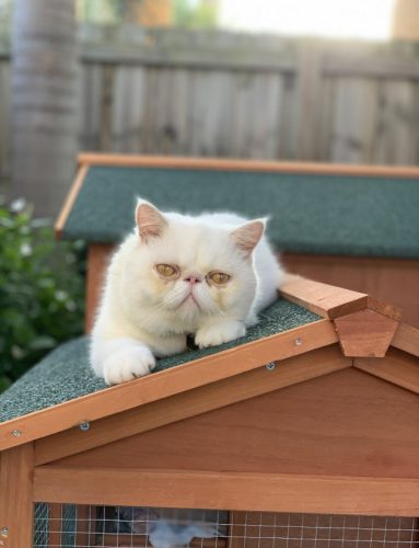 catOnADogHouse-642x839