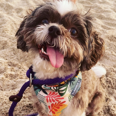 shihtzuWithBandana-400x400