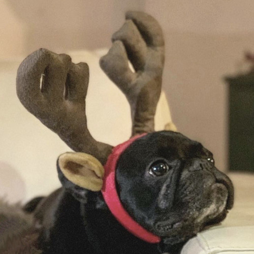 summersXmasDog1