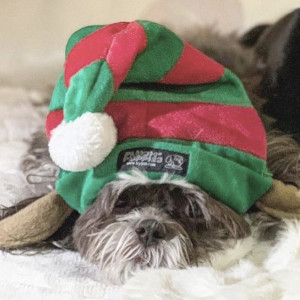 summersXmasDog2